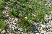 Wildflowers amidst the talus